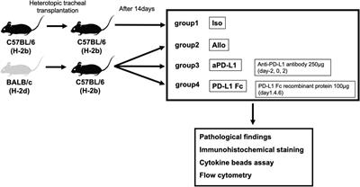 Targeting PD-1/PD-L1 inhibits rejection in a heterotopic tracheal allograft model of lung transplantation